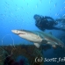 shark_tiger_sand_atlas_h_0496_nca0957.jpg